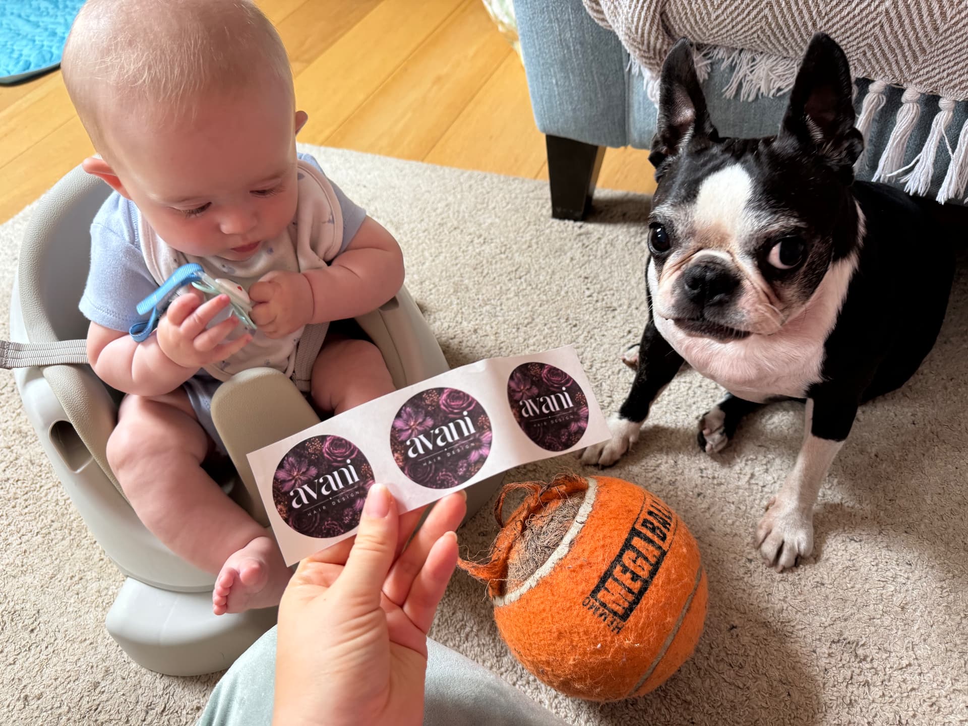 Freddie, Pixie and a sheet of Avani Hair Design stickers on the studio floor